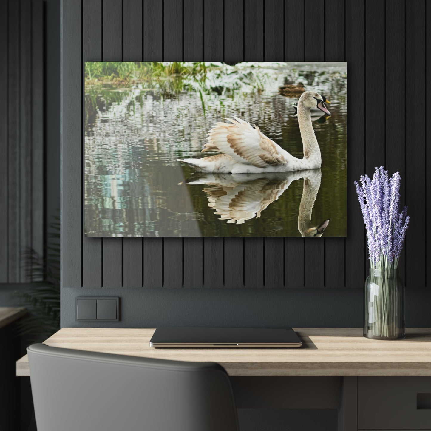 Glass Swan -Acrylic Prints (French Cleat Hanging)