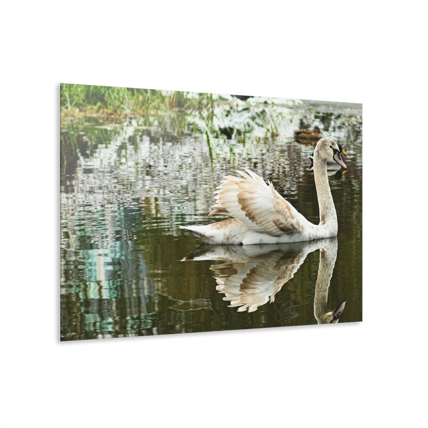 Glass Swan -Acrylic Prints (French Cleat Hanging)